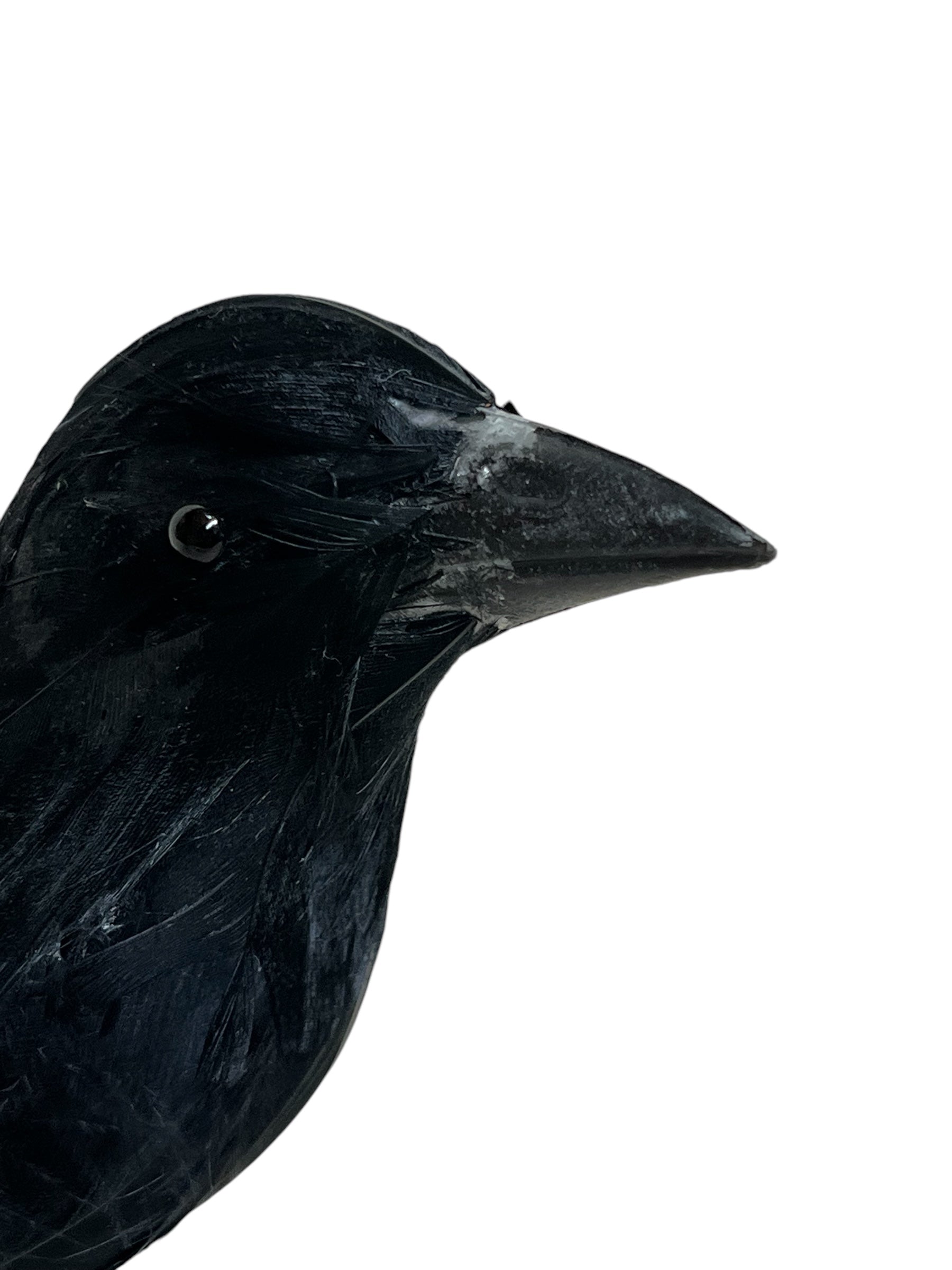 Large Black Crow