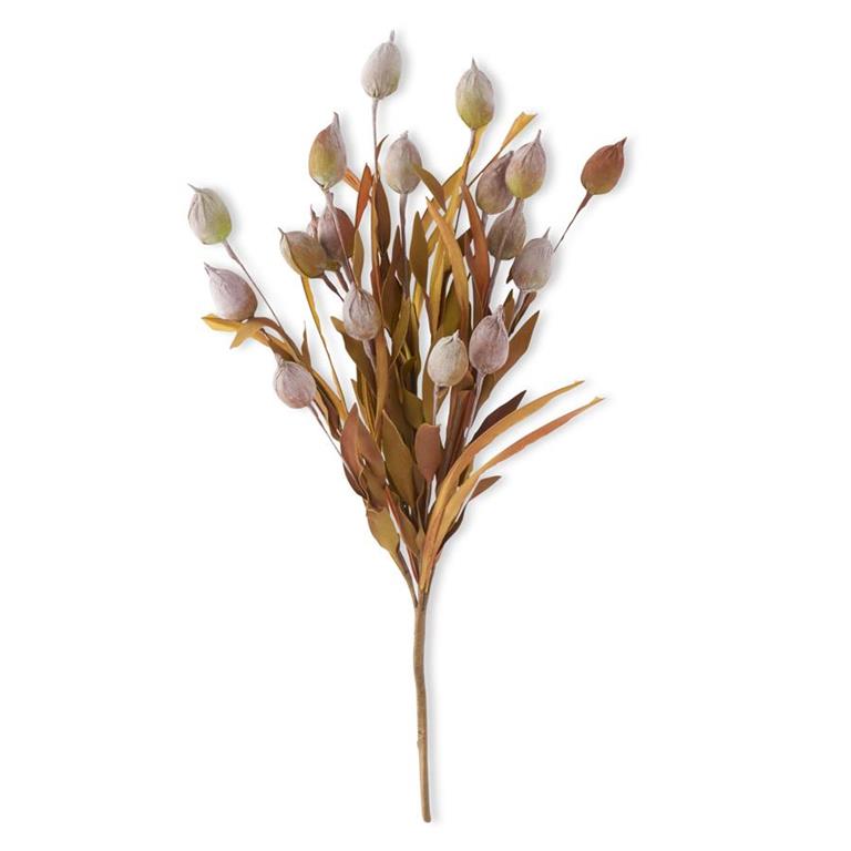 Sleepy Silene Eva Stem