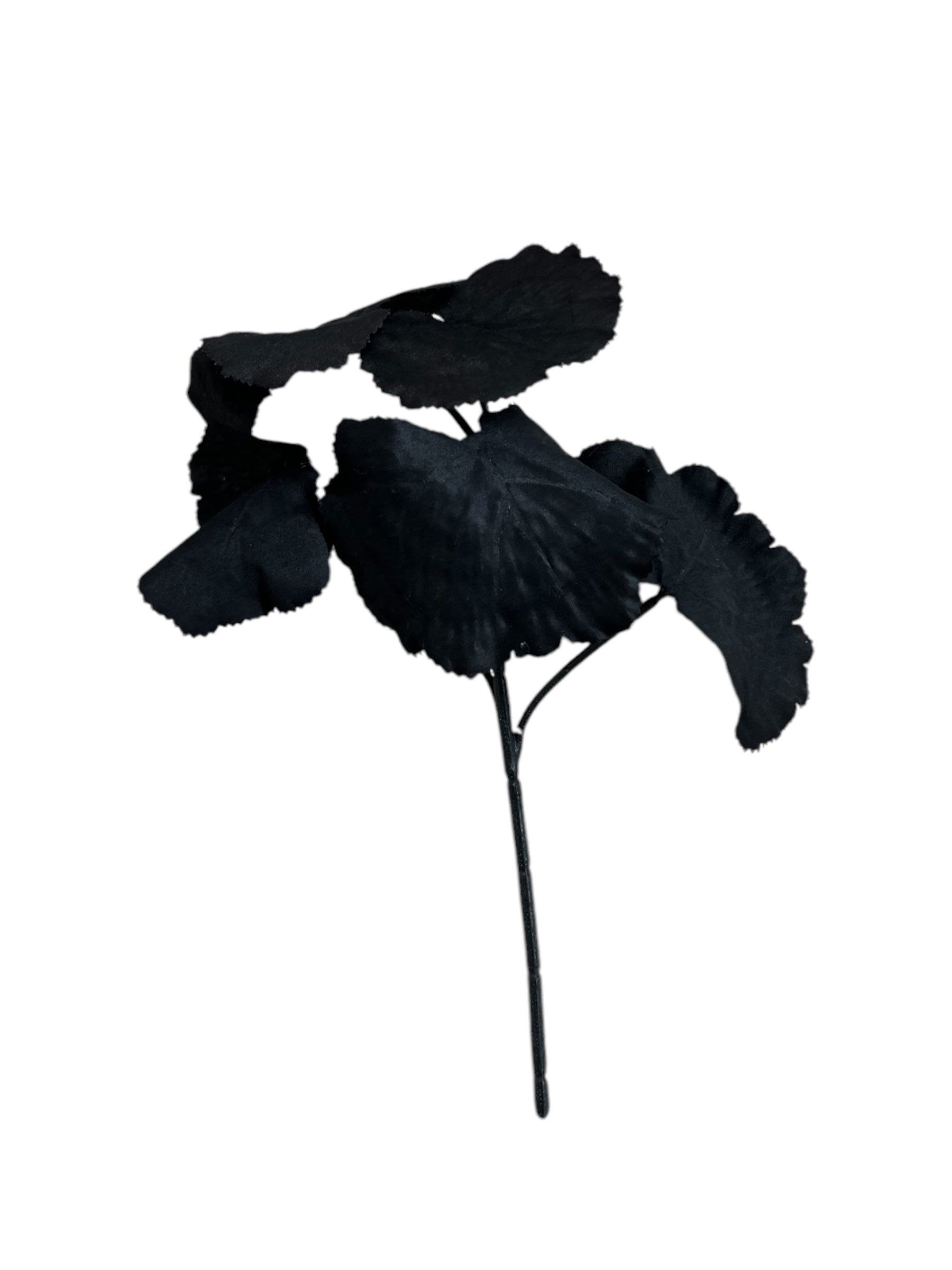 Small Black Wide Leaf Stem