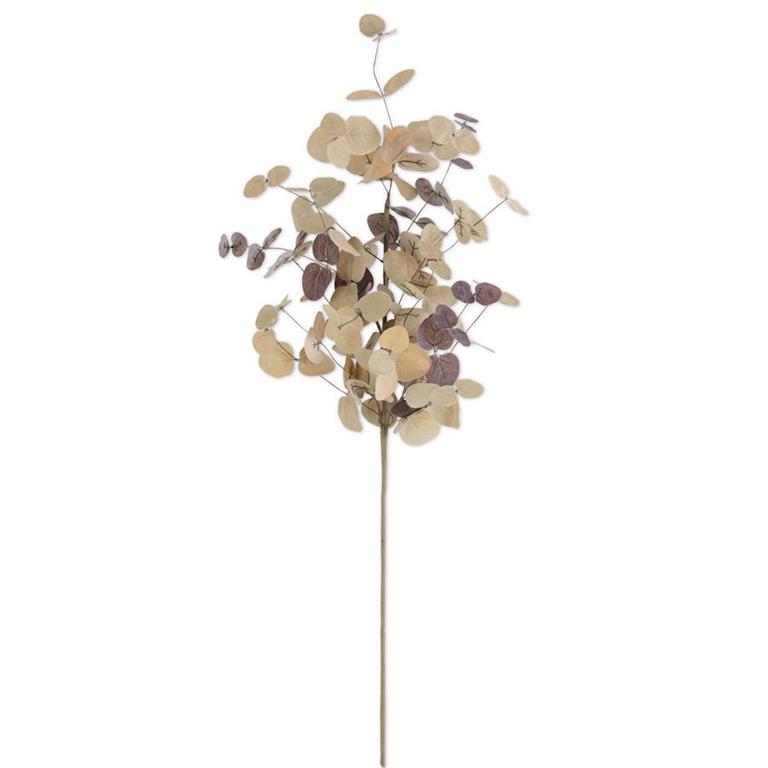 Eucalyptus Stem