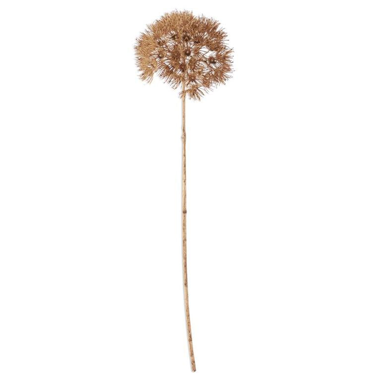 29" Tan Bushy Allum Stem