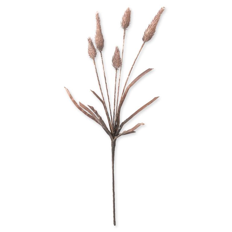 Cone Thistle Stem