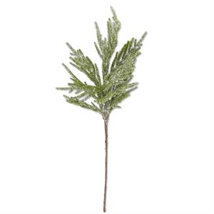Norfolk Pine Branch