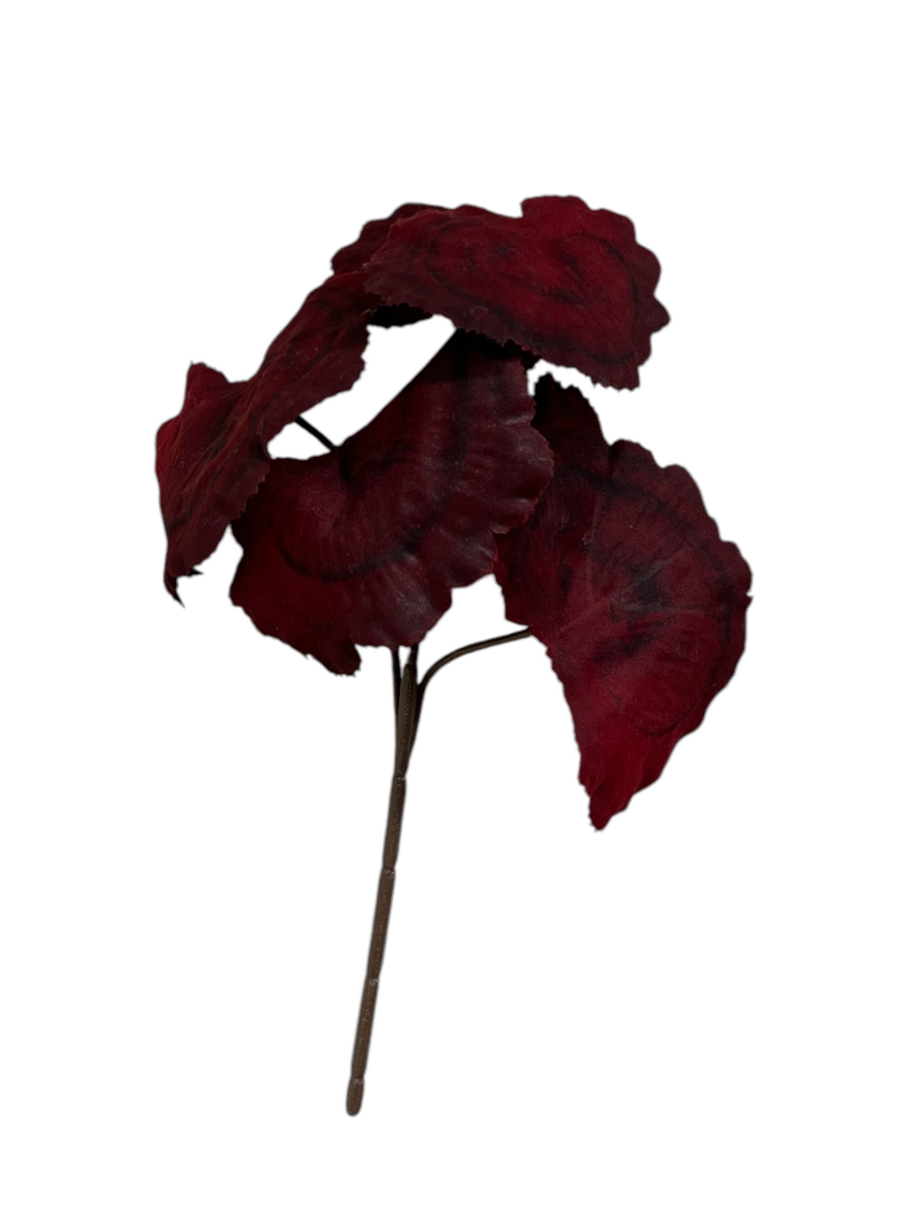 Small Blood Red Wide Leaf Stem
