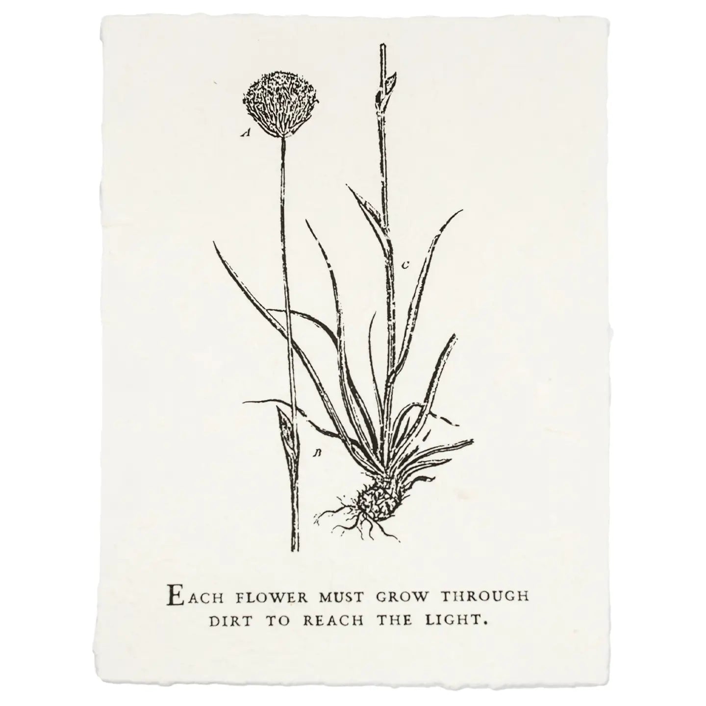 Botanical Paper Prints