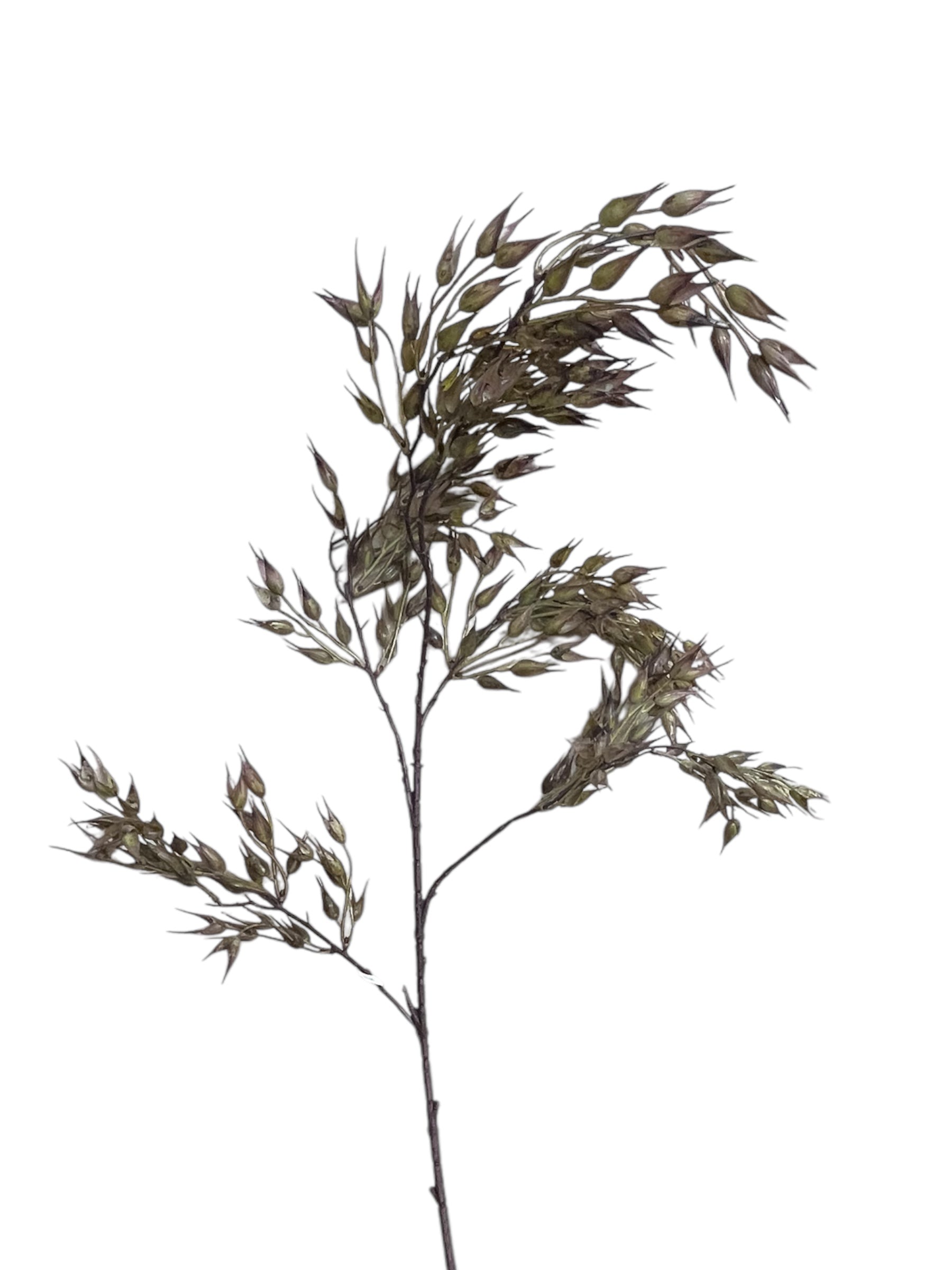 Wheat Stem