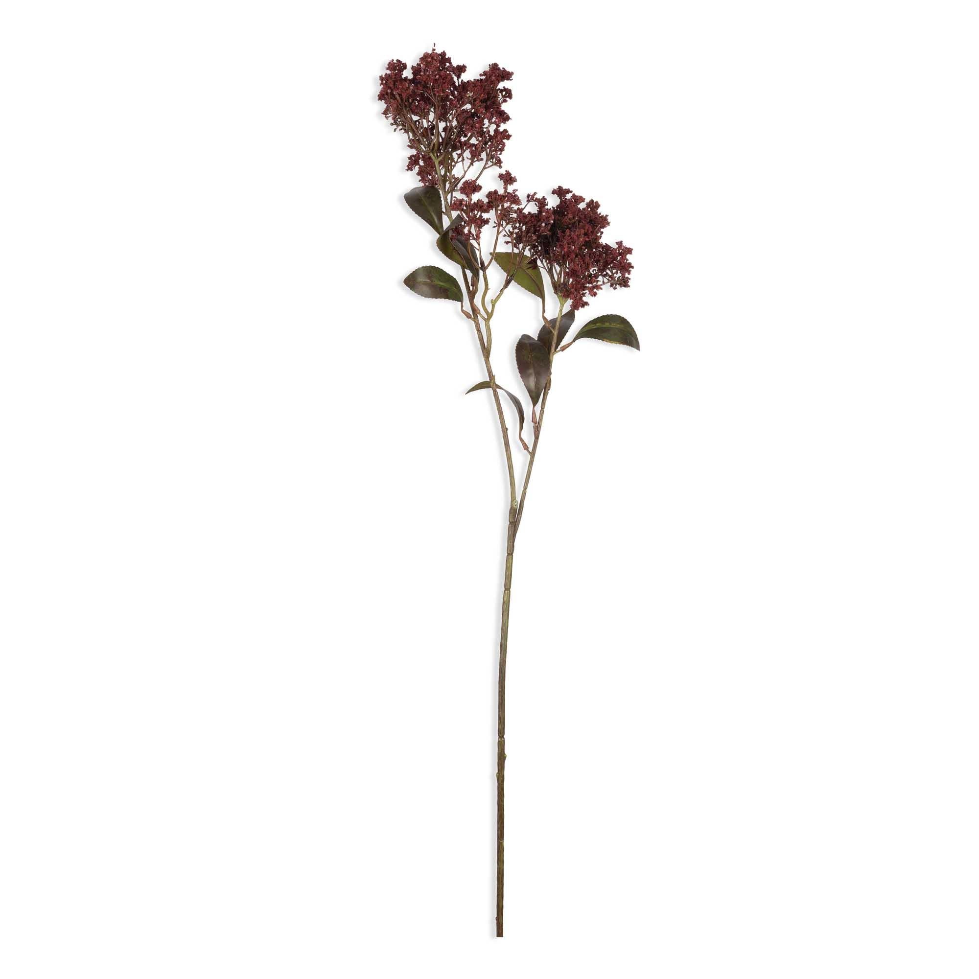 Butterfly Bush