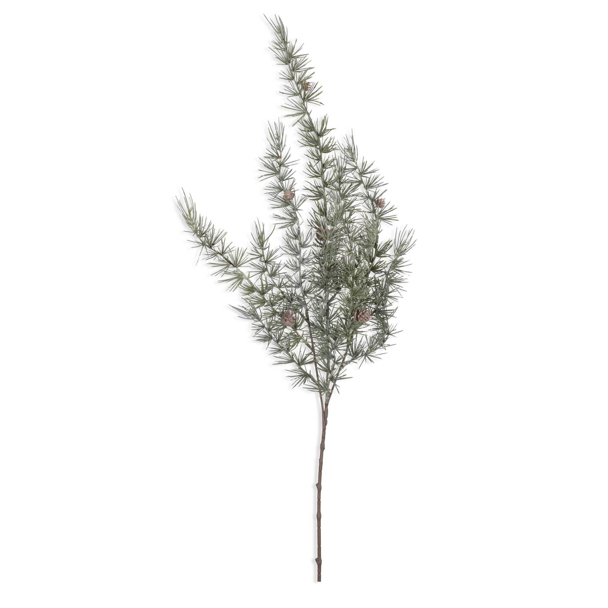 Cedar Pinecone Branch
