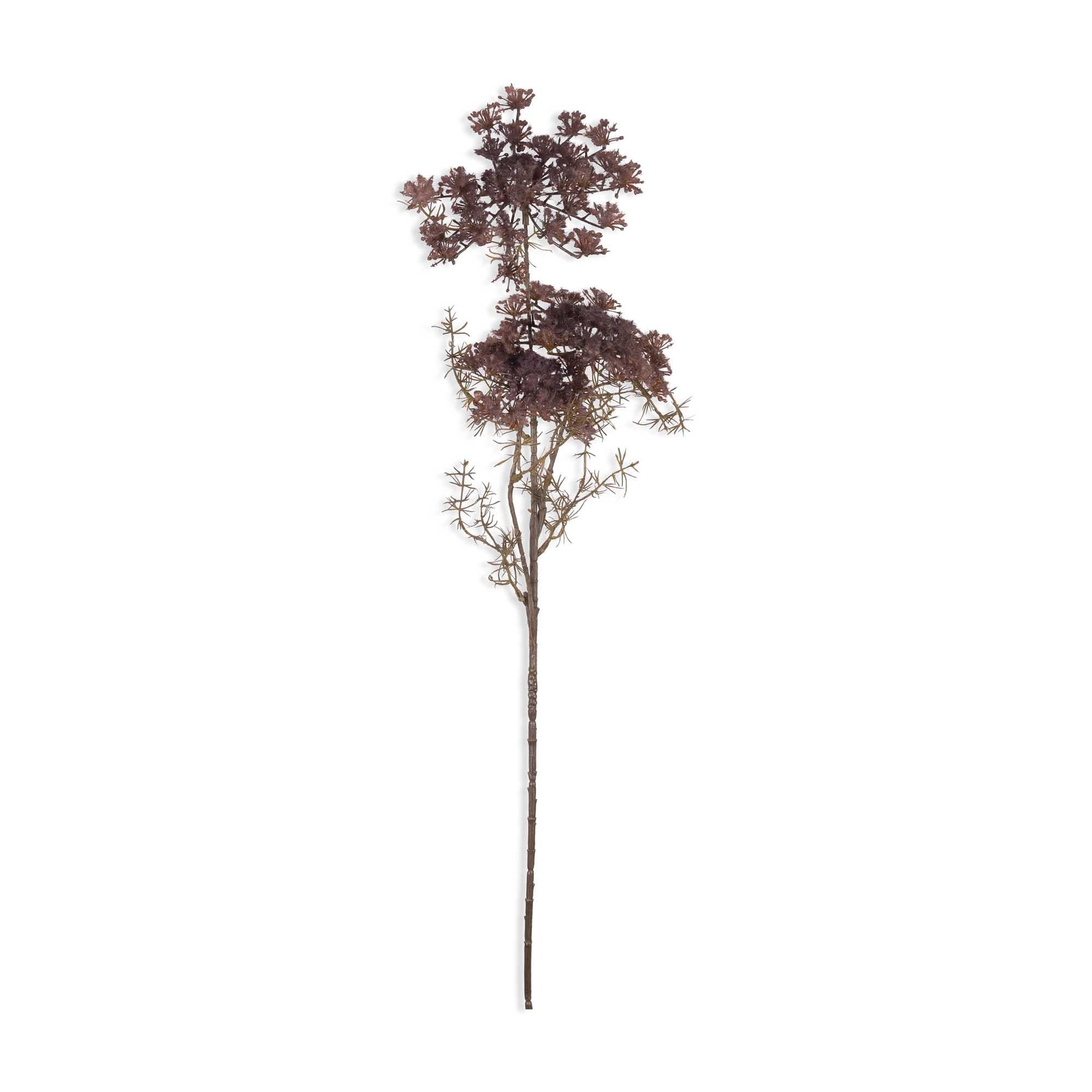 Queen Anne Lace Stem