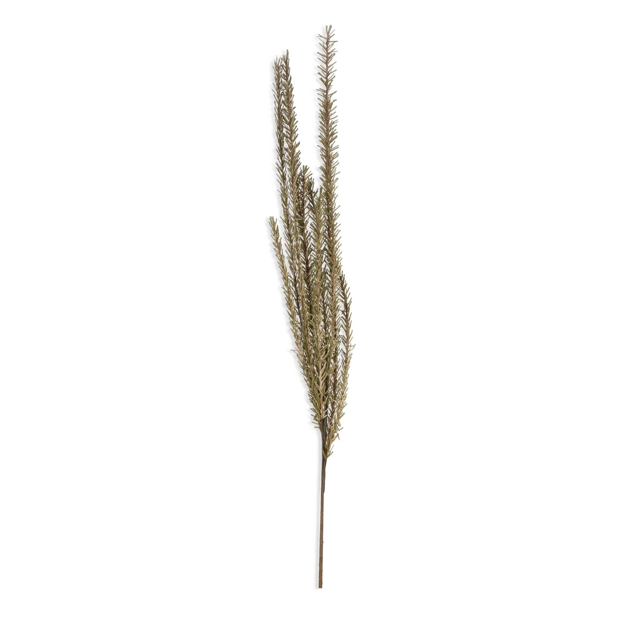 Trailing Rosemary Stem