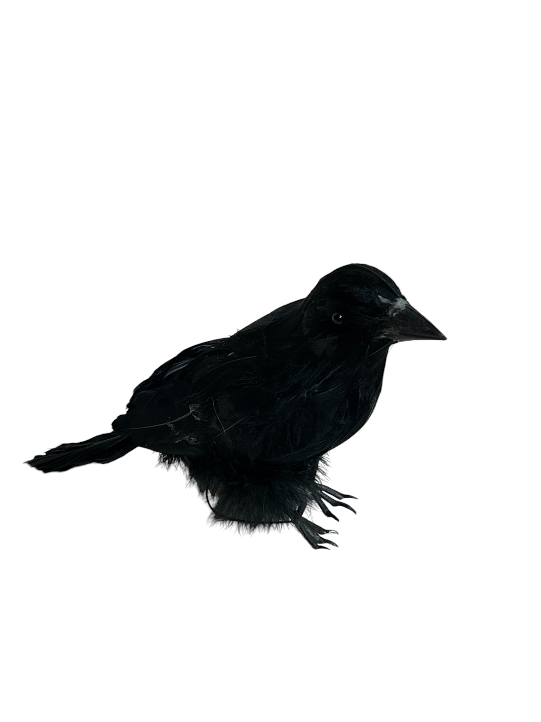 Large Black Crow