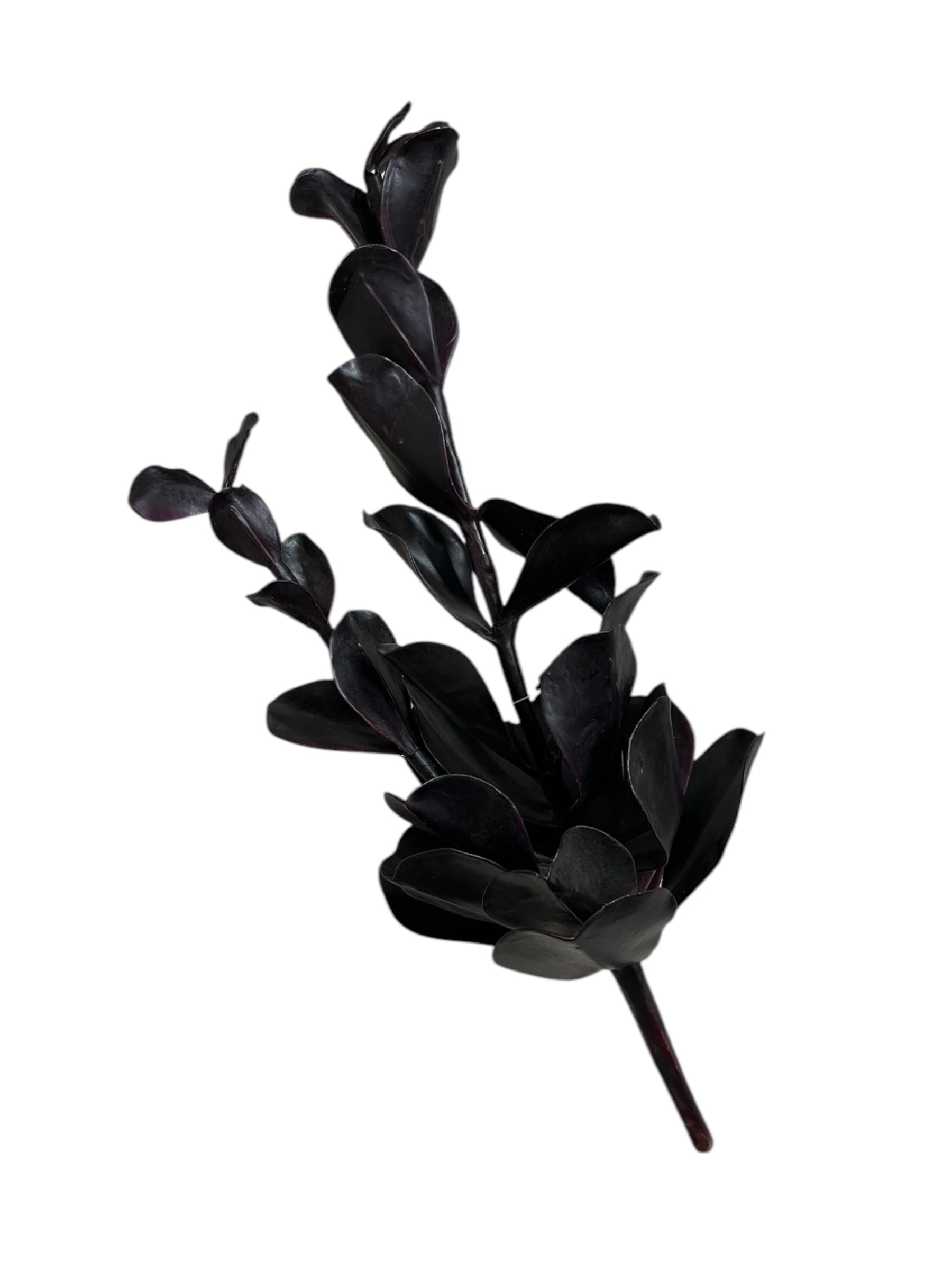 Black Leafy Stems