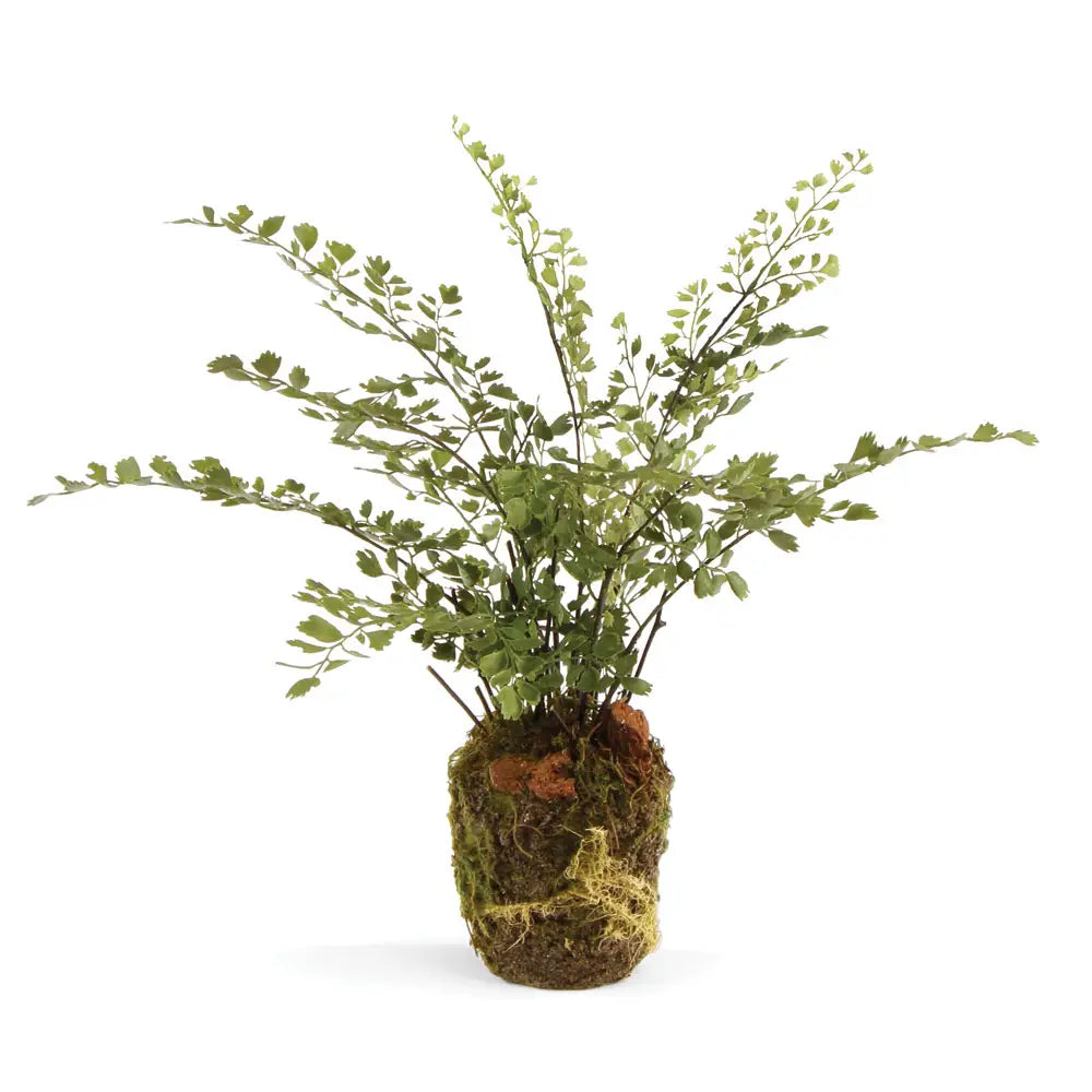 Maidenhair Drop-in 13"