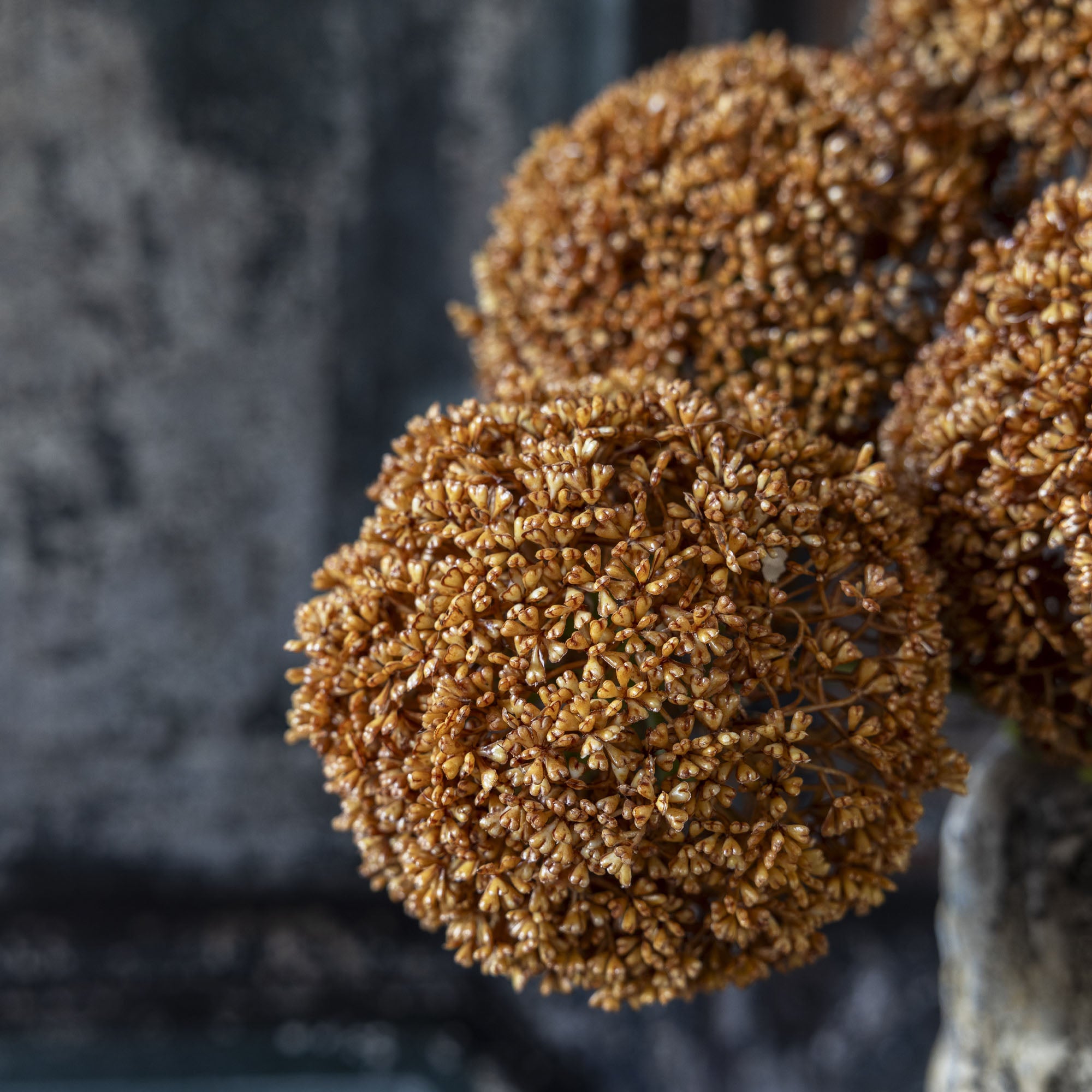 Allium Umber Stem