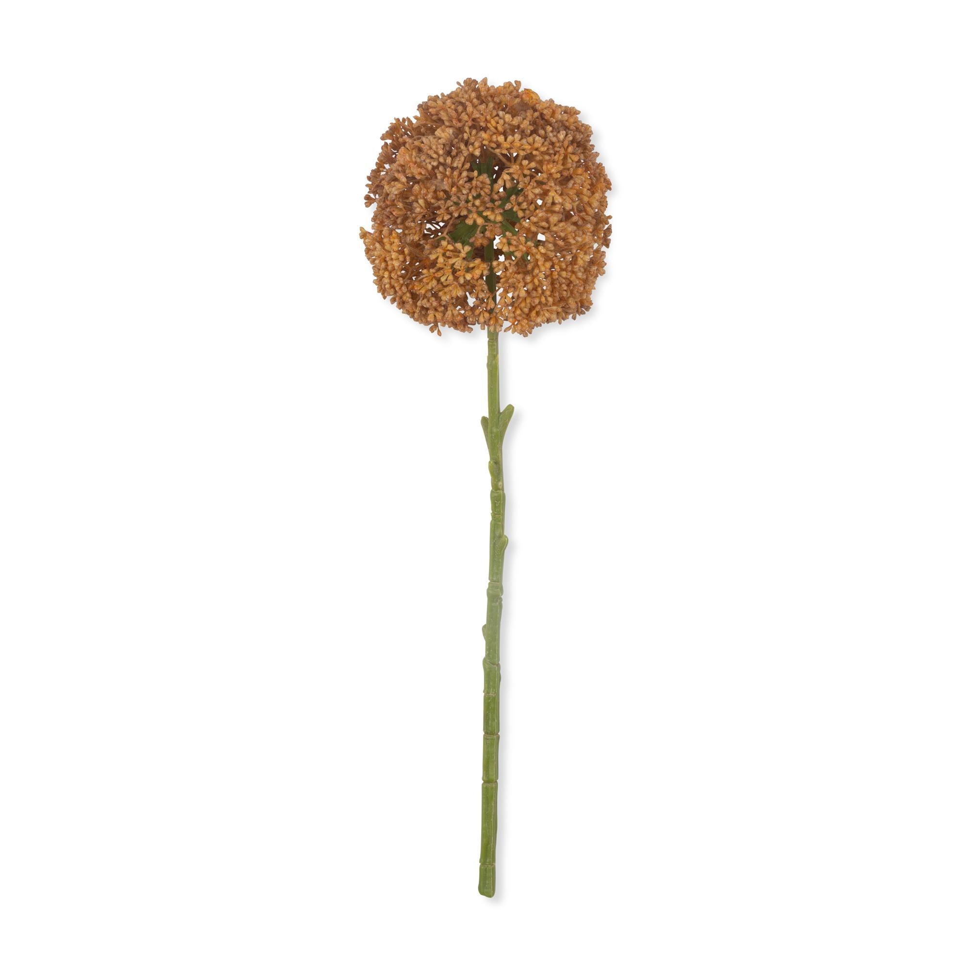Allium Umber Stem