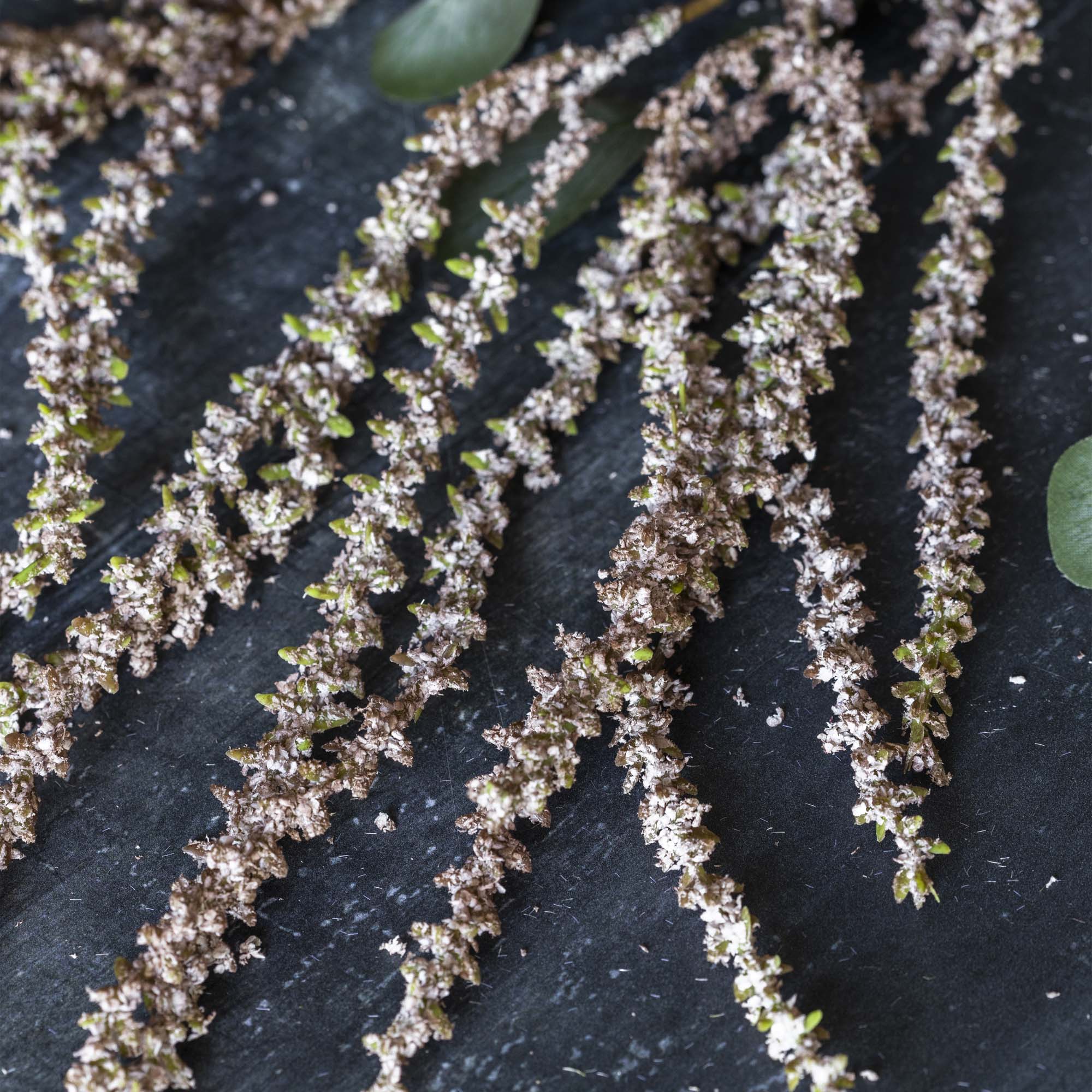 Blush Amaranthus Stem