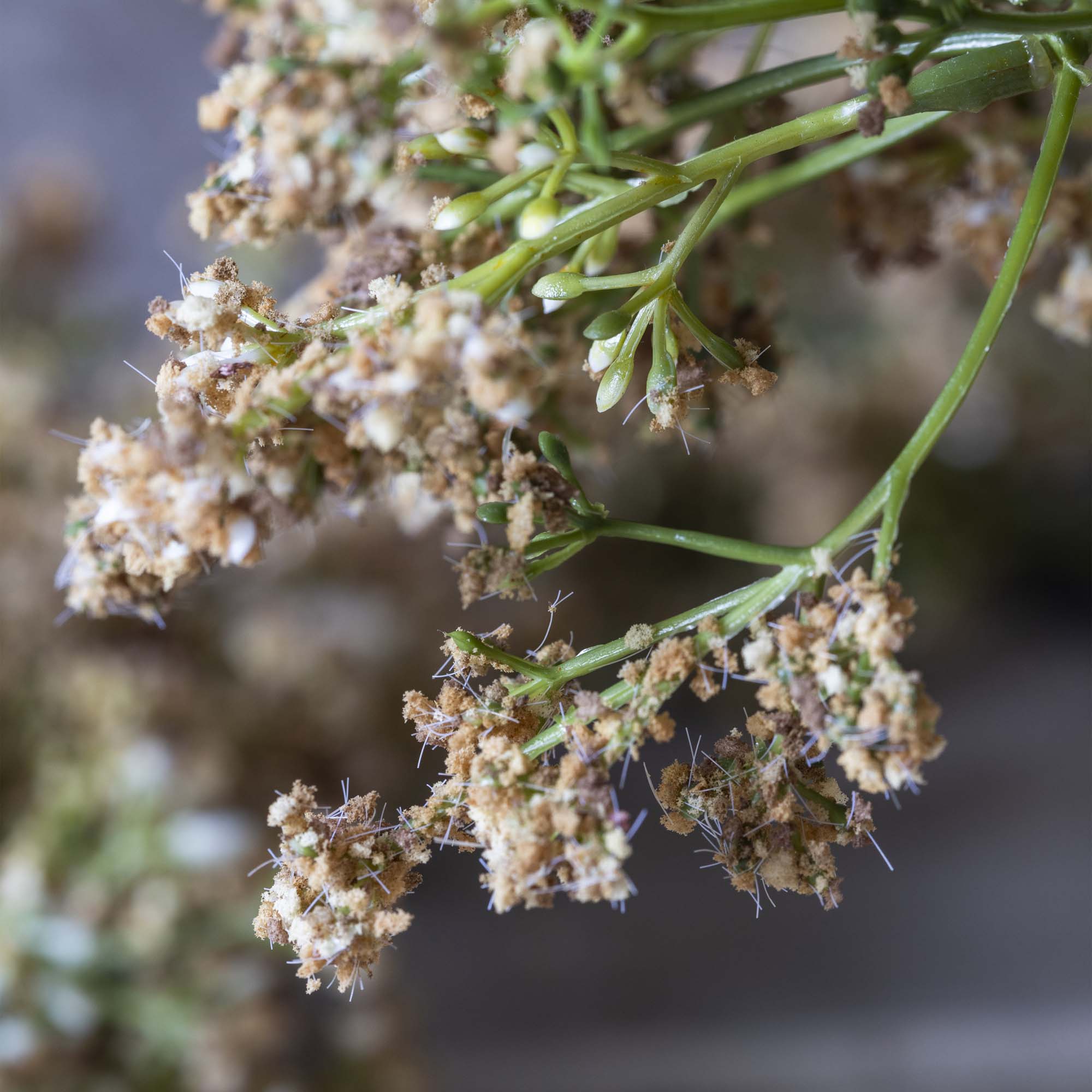 Butterfly Bush Spray