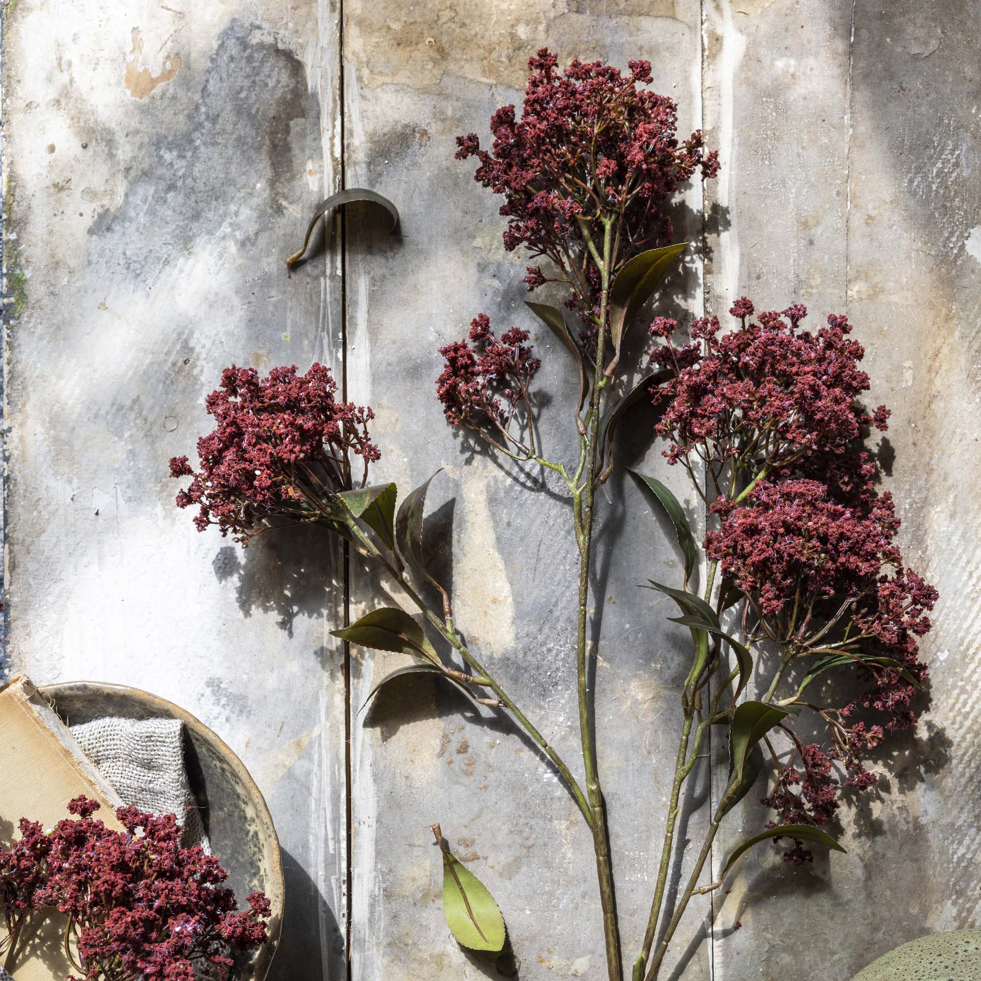 Butterfly Bush