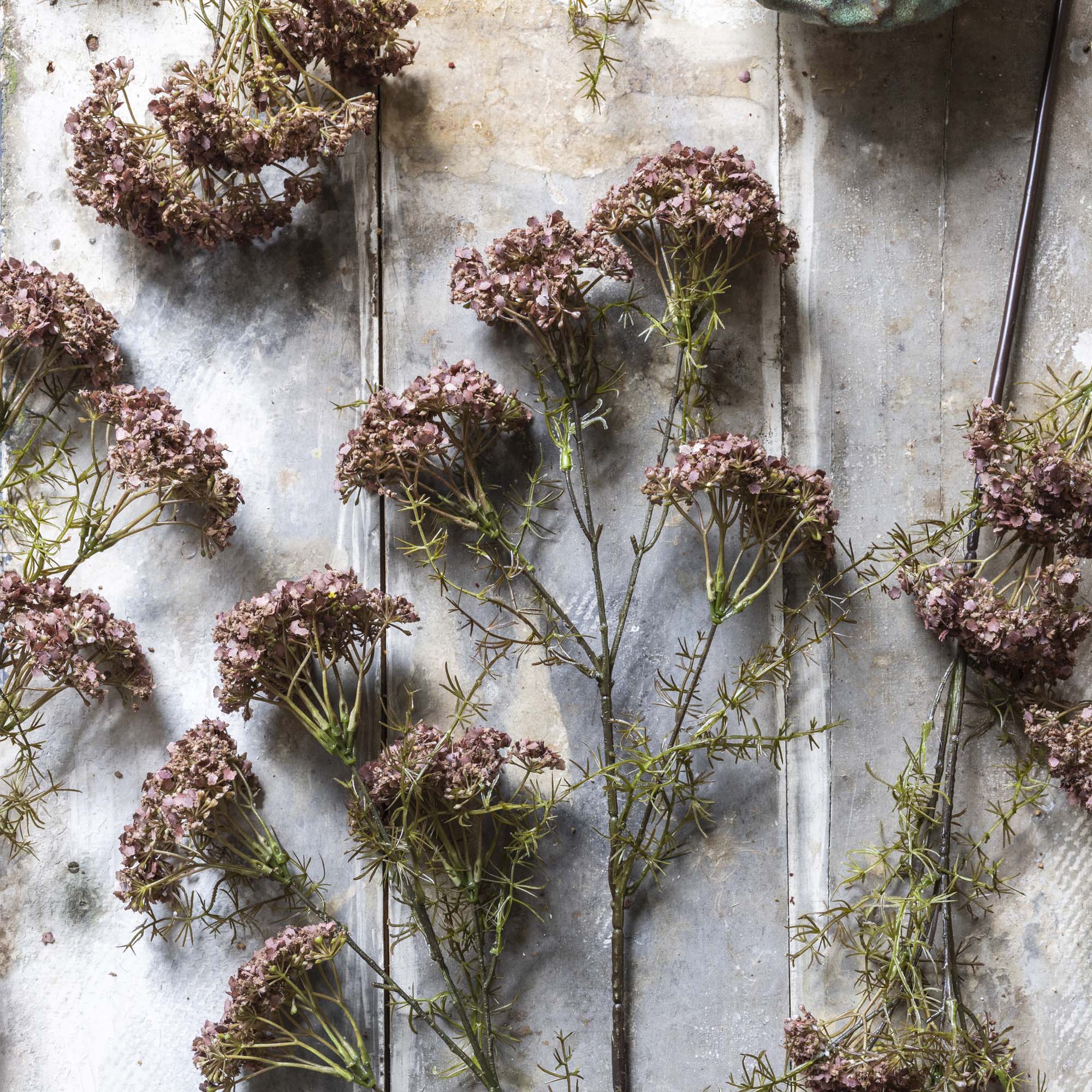 Dill Flower Stem