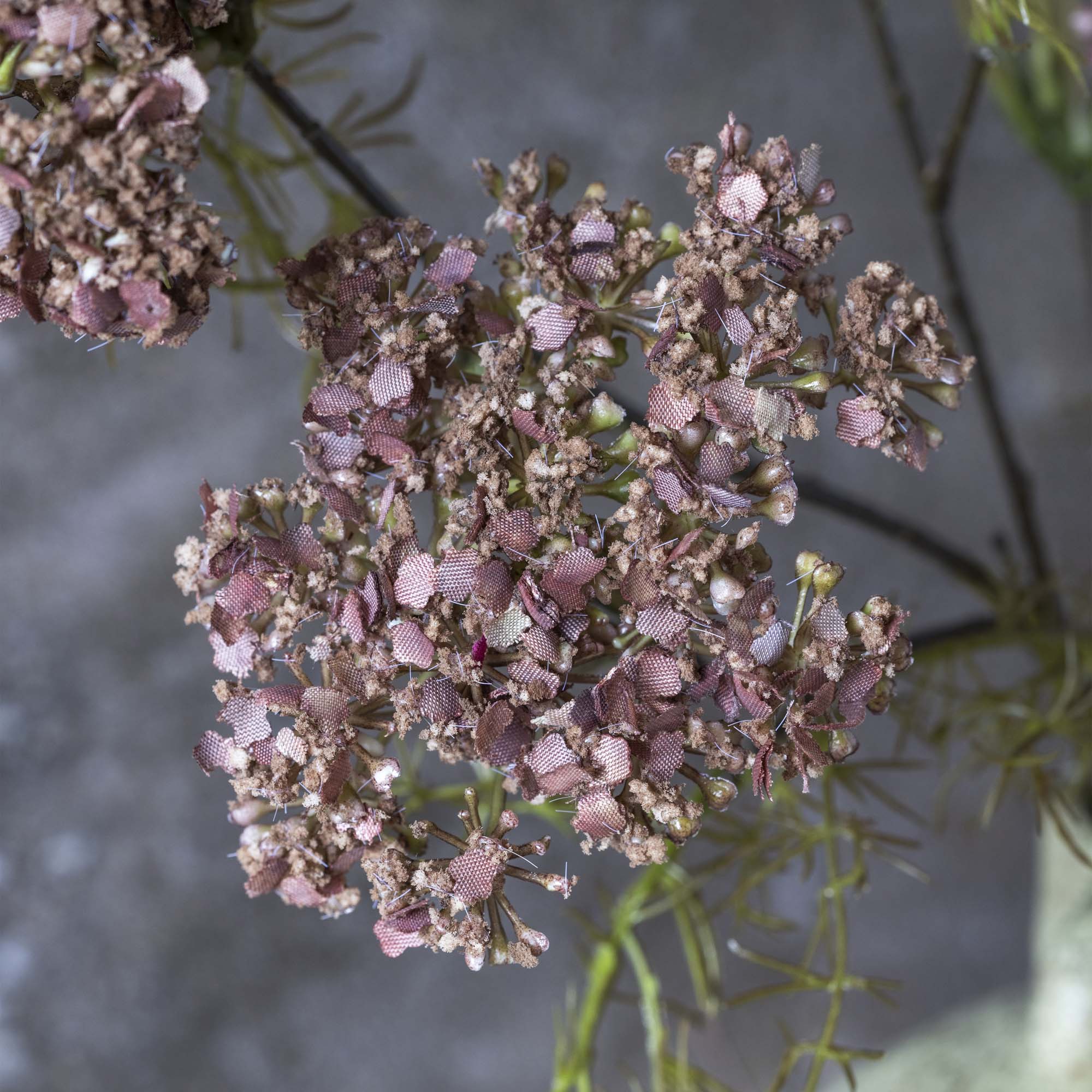 Dill Flower Stem