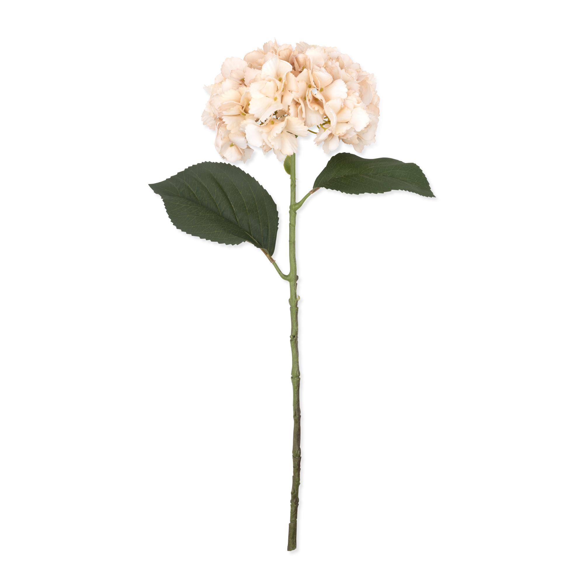 Vanilla Hydrangea Stem