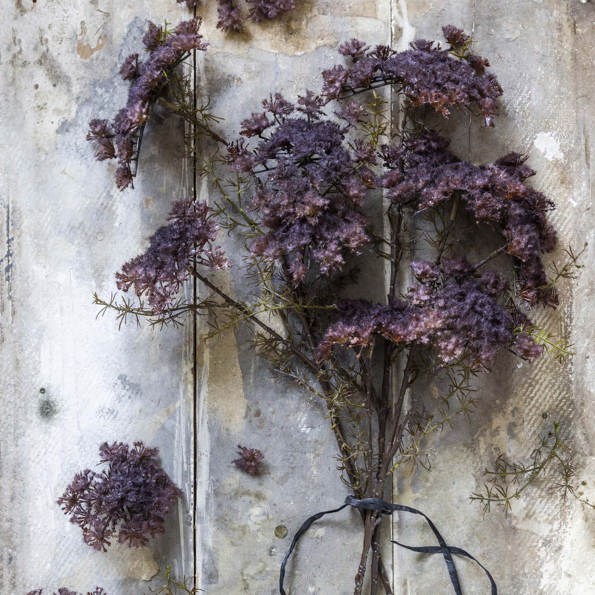 Queen Anne Lace Stem