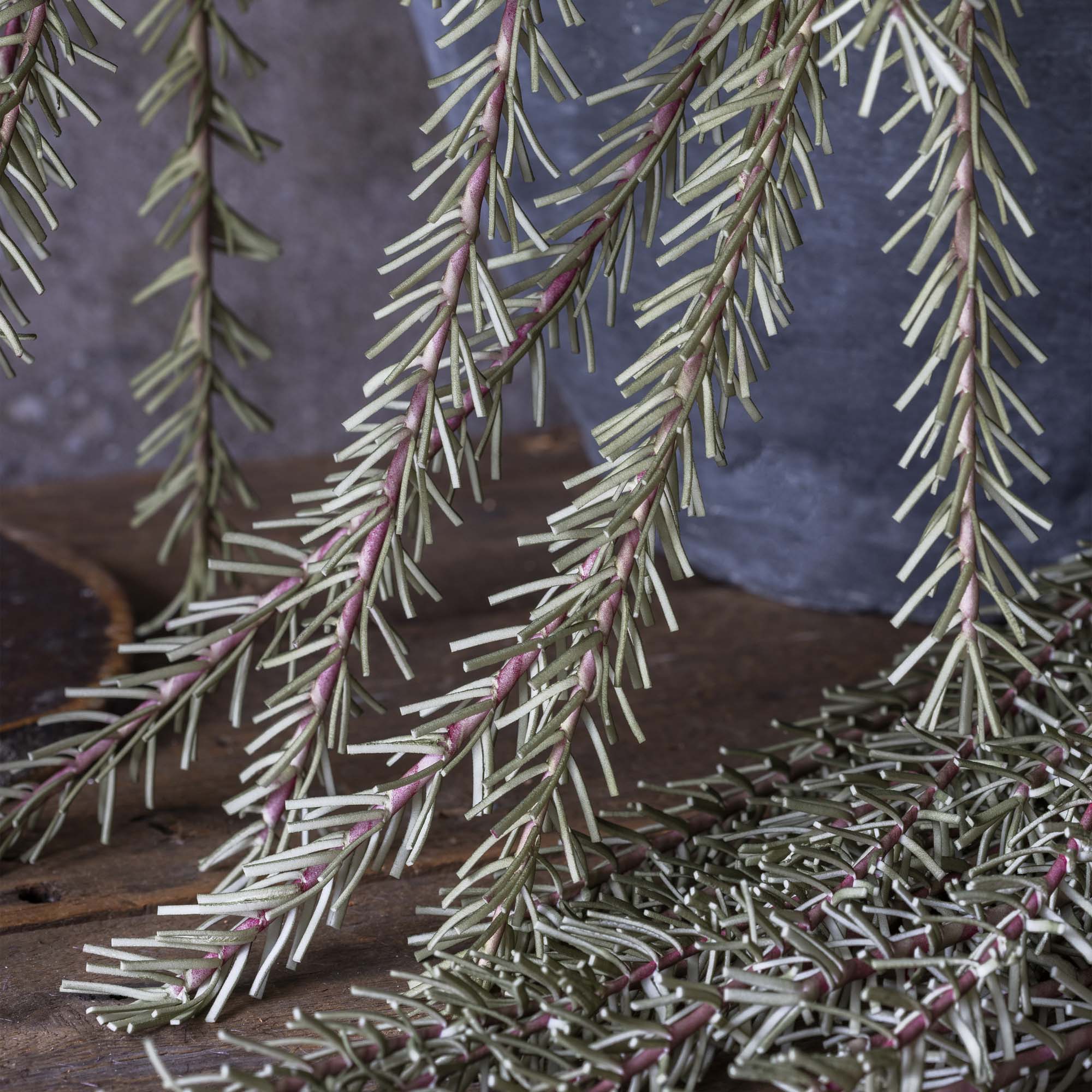 Trailing Rosemary Stem