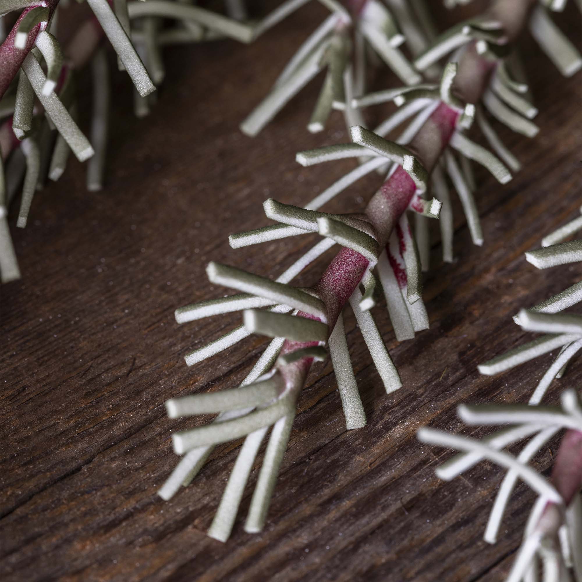 Trailing Rosemary Stem
