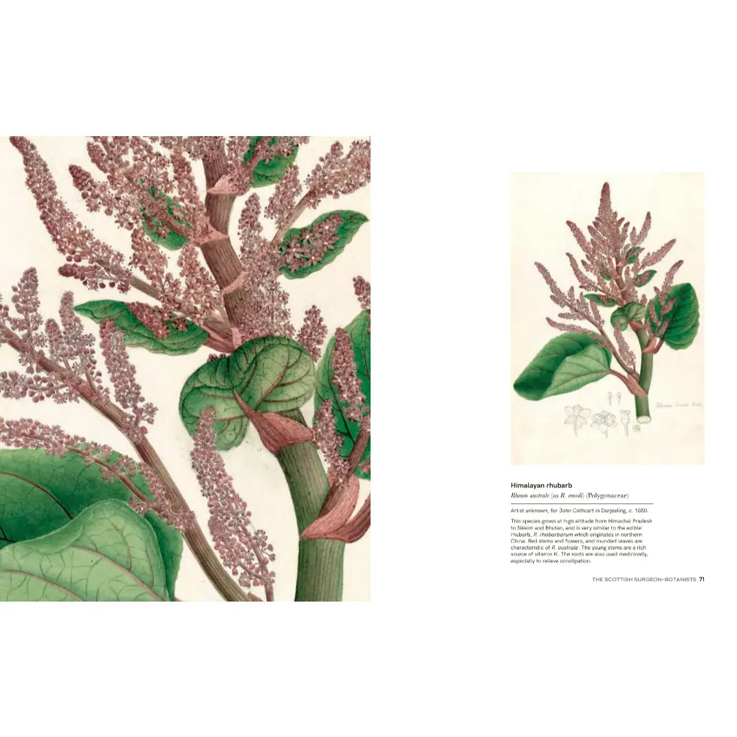 Indian Botanical Art