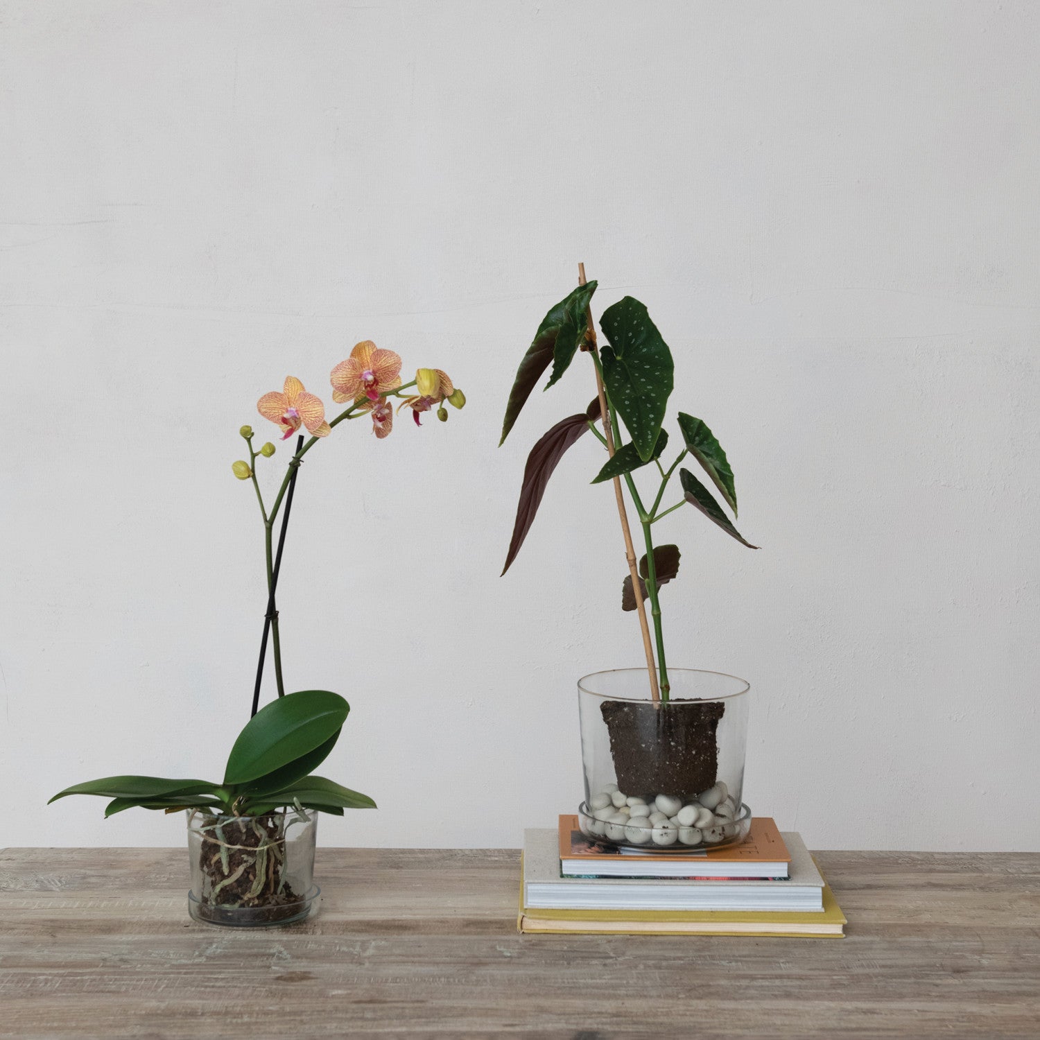Glass Planter w/Drainage Hole