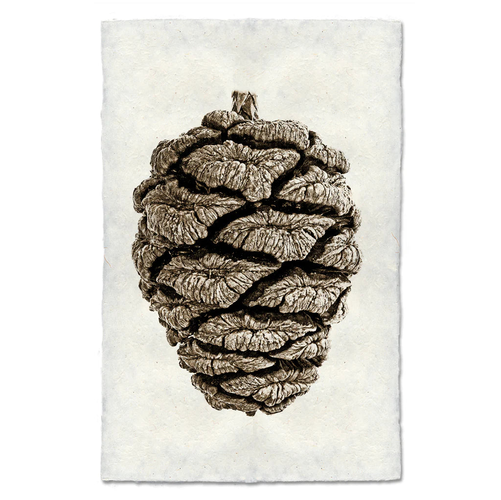 Pinecone Prints