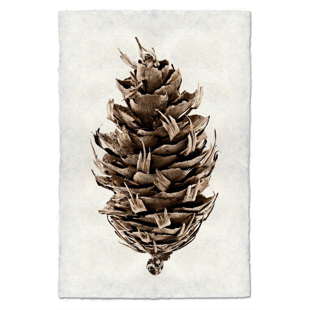 Pinecone Prints