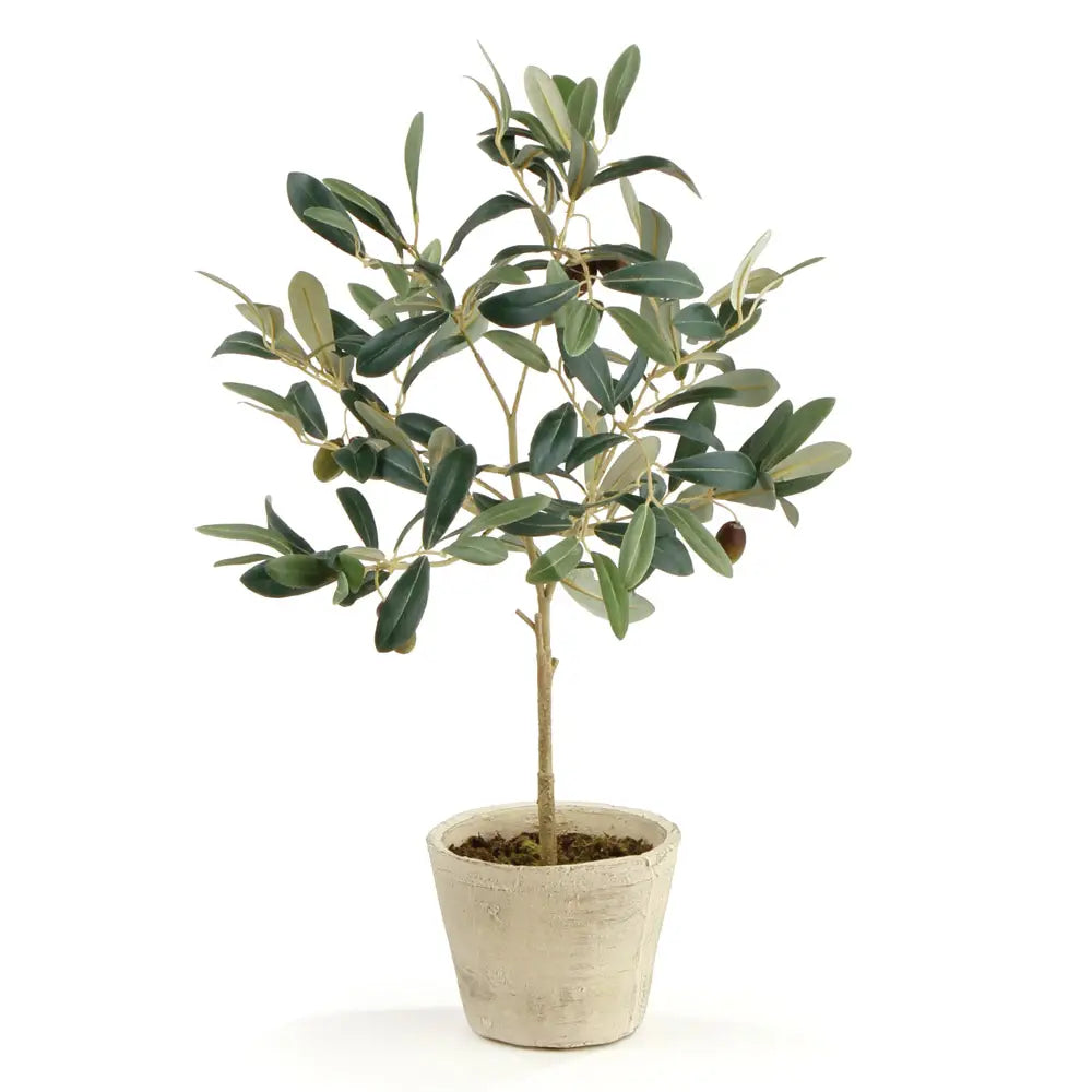 Olive Tree in Pot