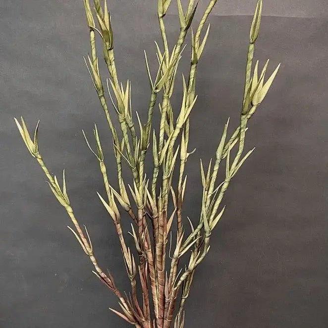 Green Branch
