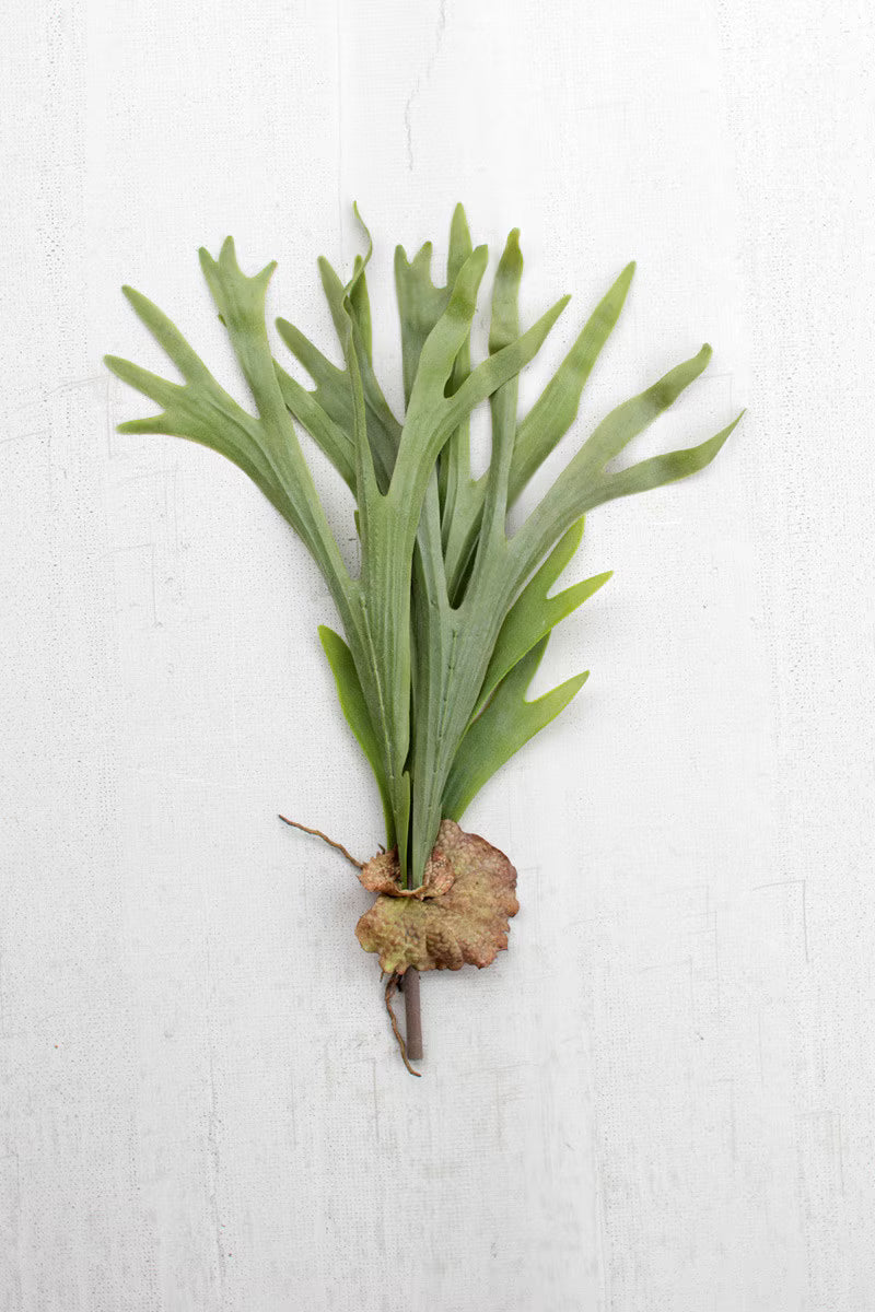Staghorn Fern Stem