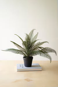 Phoenix Plant w/ Pot