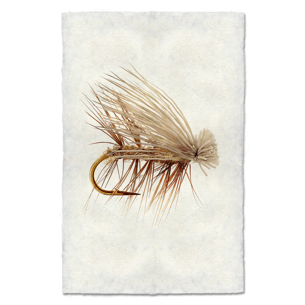 Fishing Fly Prints