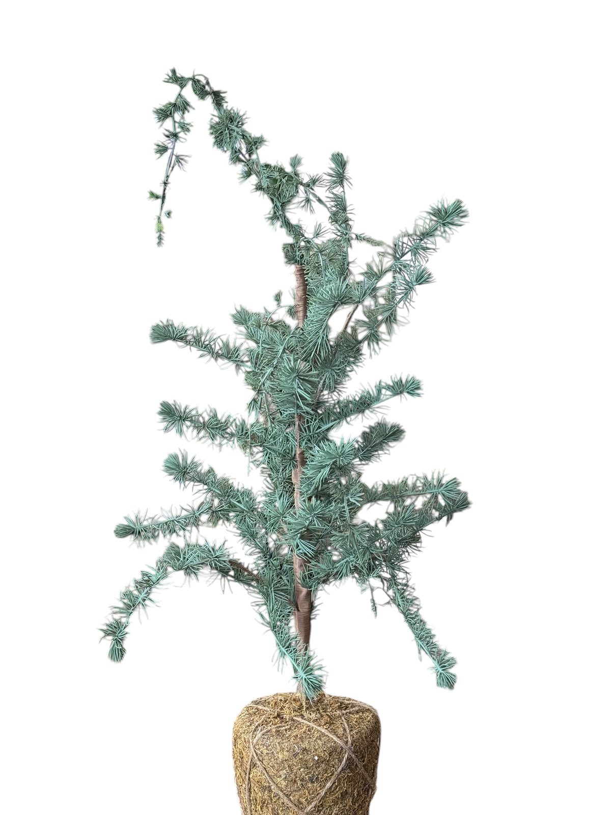 XM 32" Spruce Tree