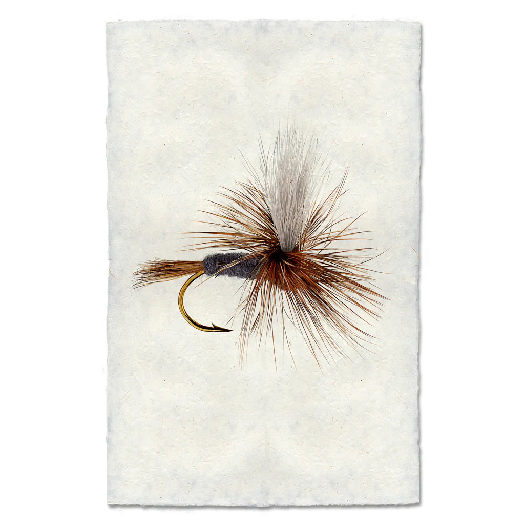 Fishing Fly Prints
