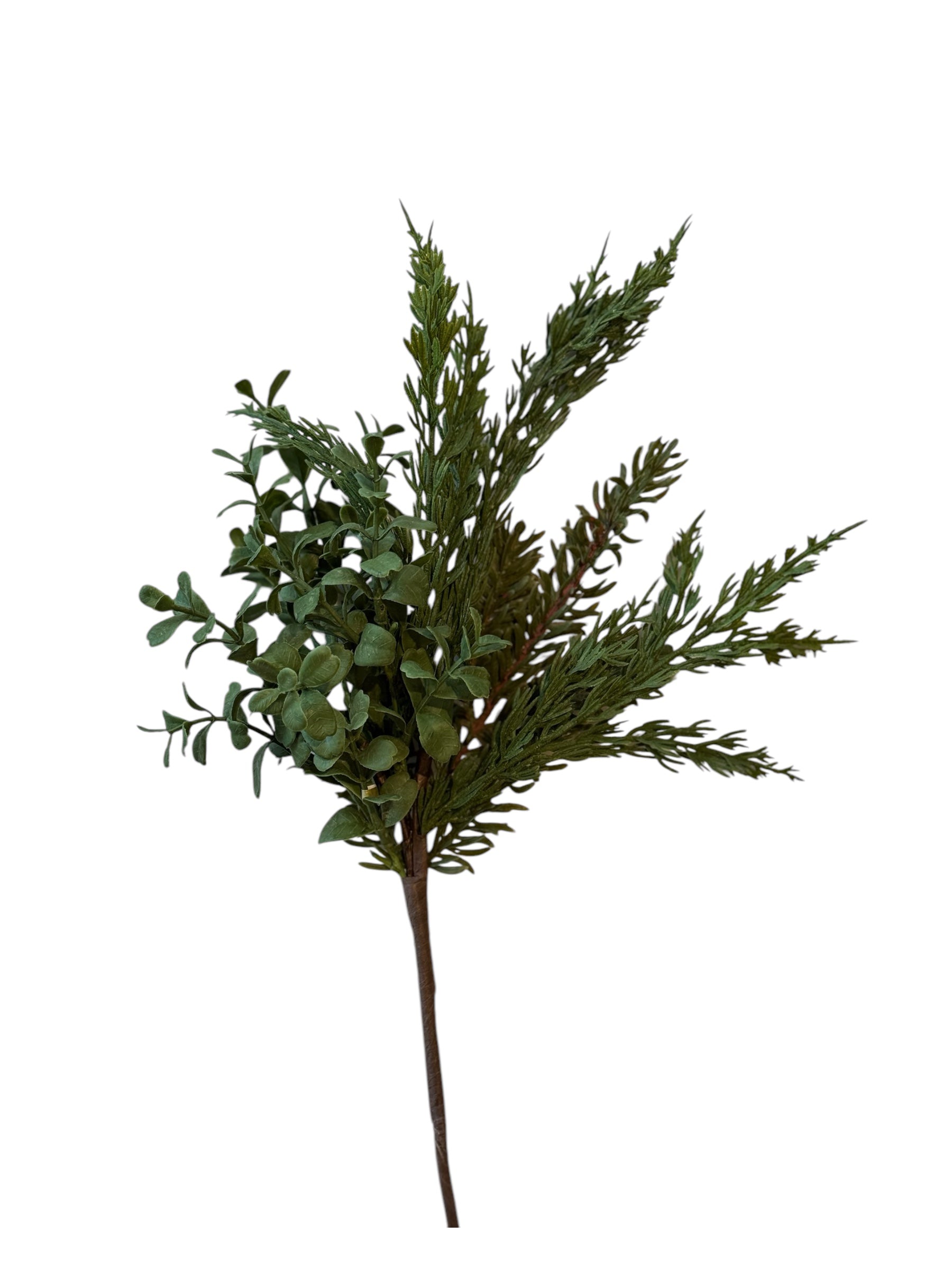 Boxwood Cedar Stem