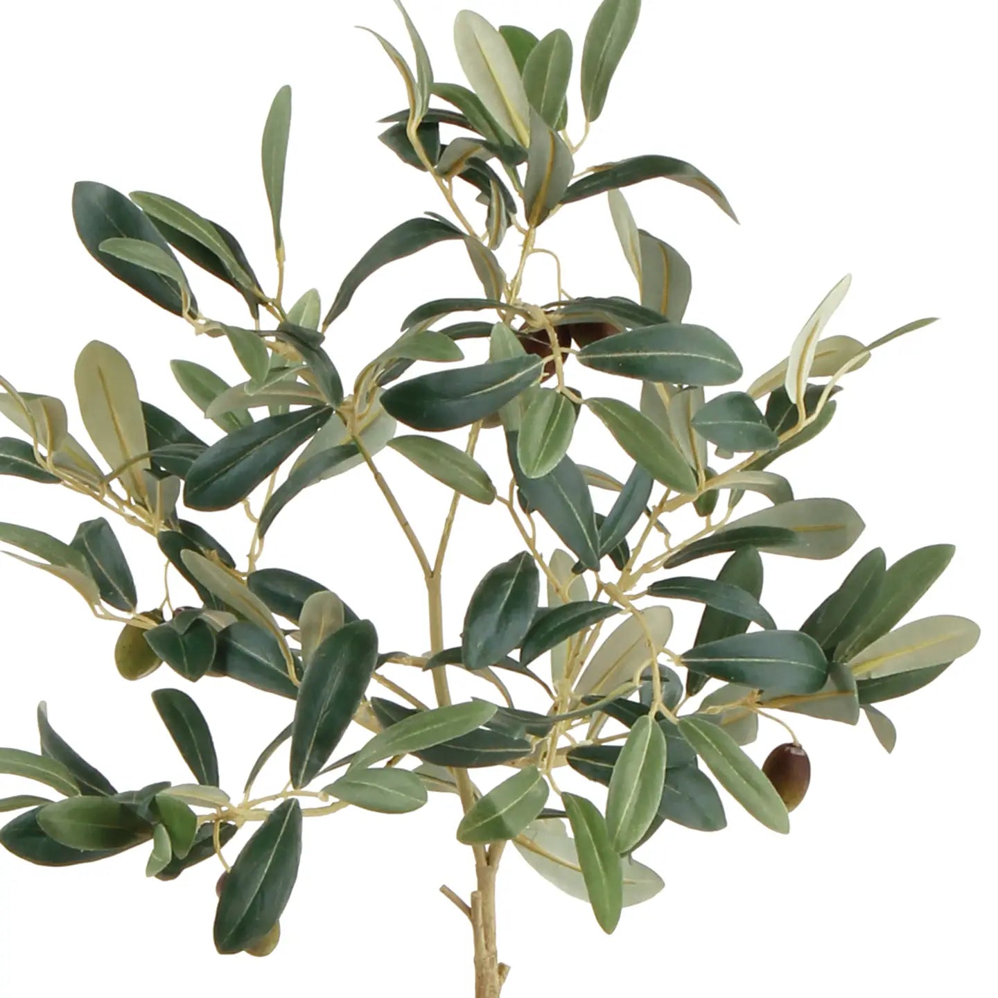 Olive Tree in Pot