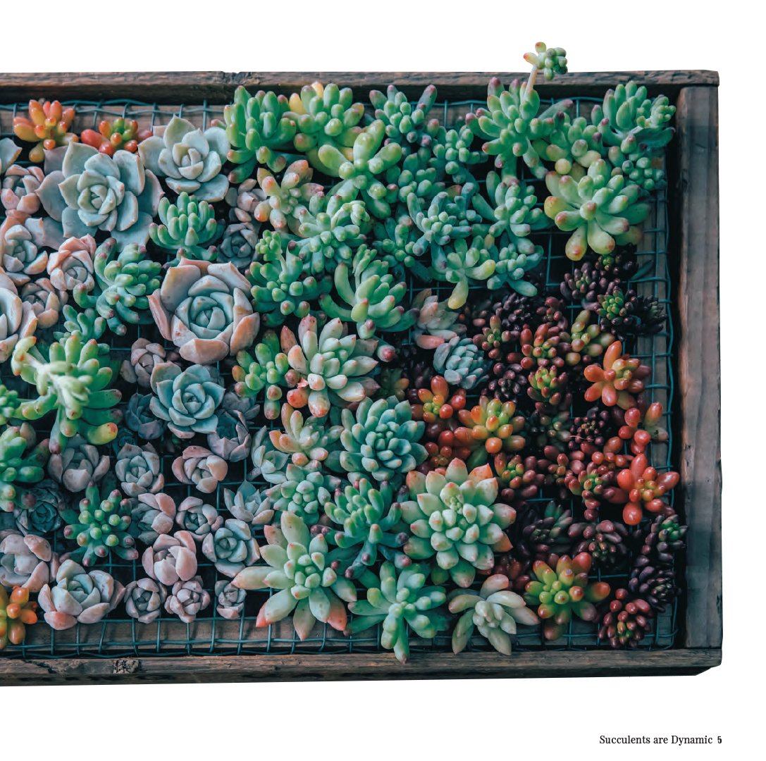 Stylish Succulents: Japanese Inspired Container Gardens for Small Spaces