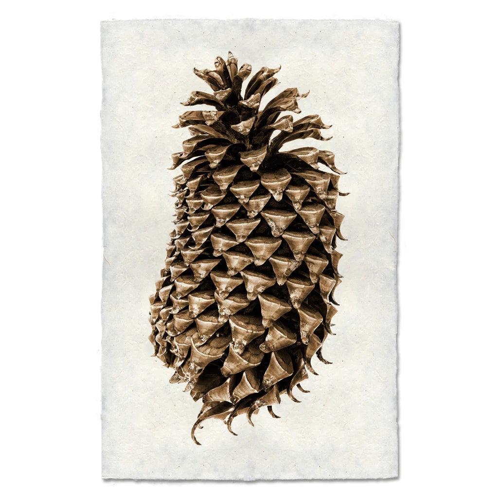 Pinecone Prints